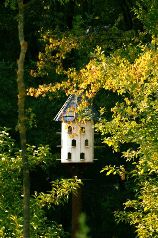 Beginner Tips for Backyard Birdwatching: A Simple Guide to Enjoy Nature